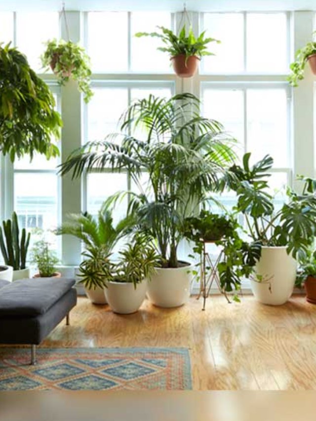 11 Indoor Plants That Will Give Your Home A Luxurious Feel
